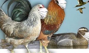 Спалах пташиного грипу зафіксований біля кордонів України